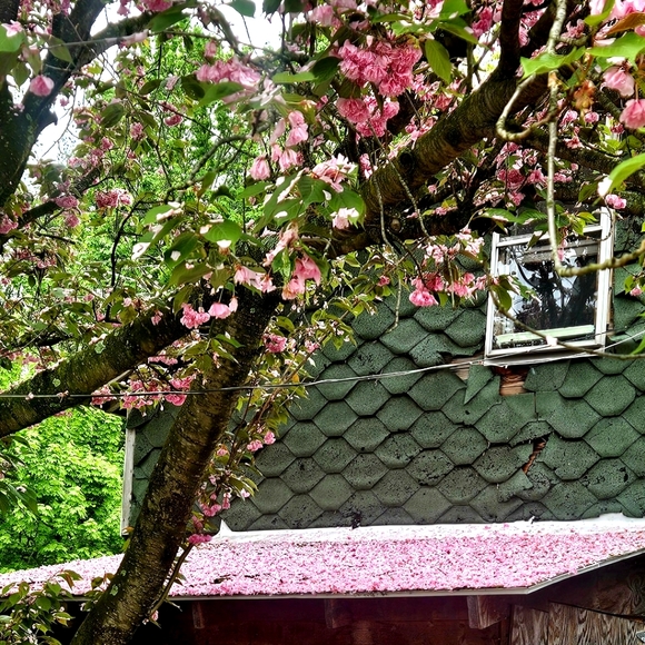 Meet your Posher, Debra - Picture 2 of 16